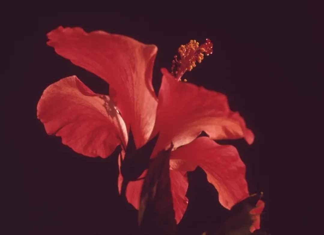 رزومه عکاسی نمای نزدیک از یک گل قرمز.